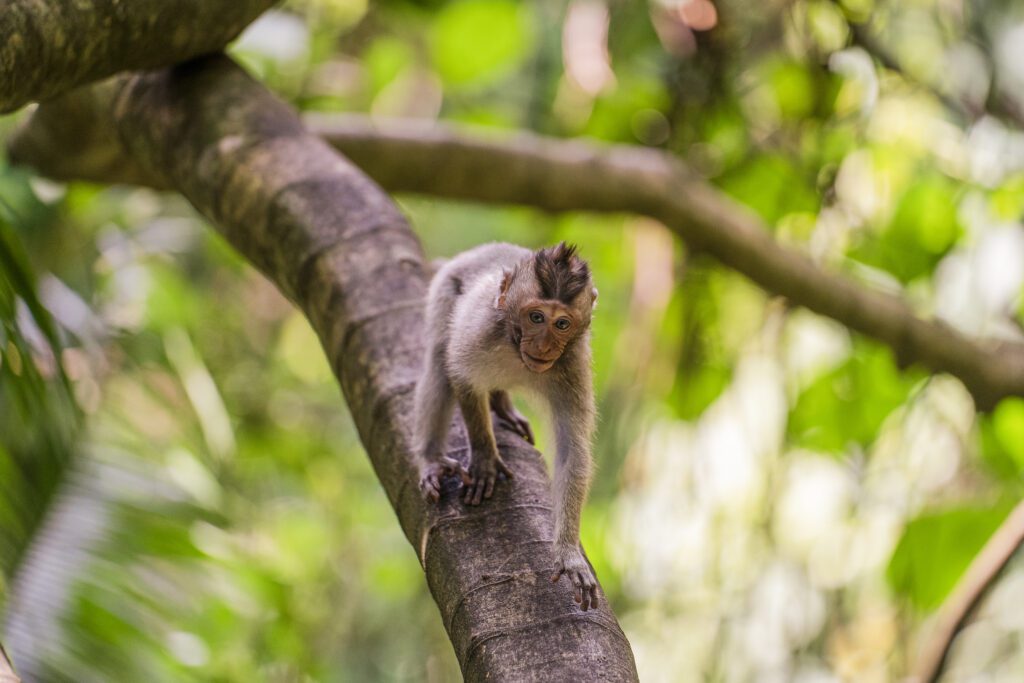 Monkey walking along a tree branch, retouched using dodge & burn and frequency separation for editorial wildlife clarity and motion realism.