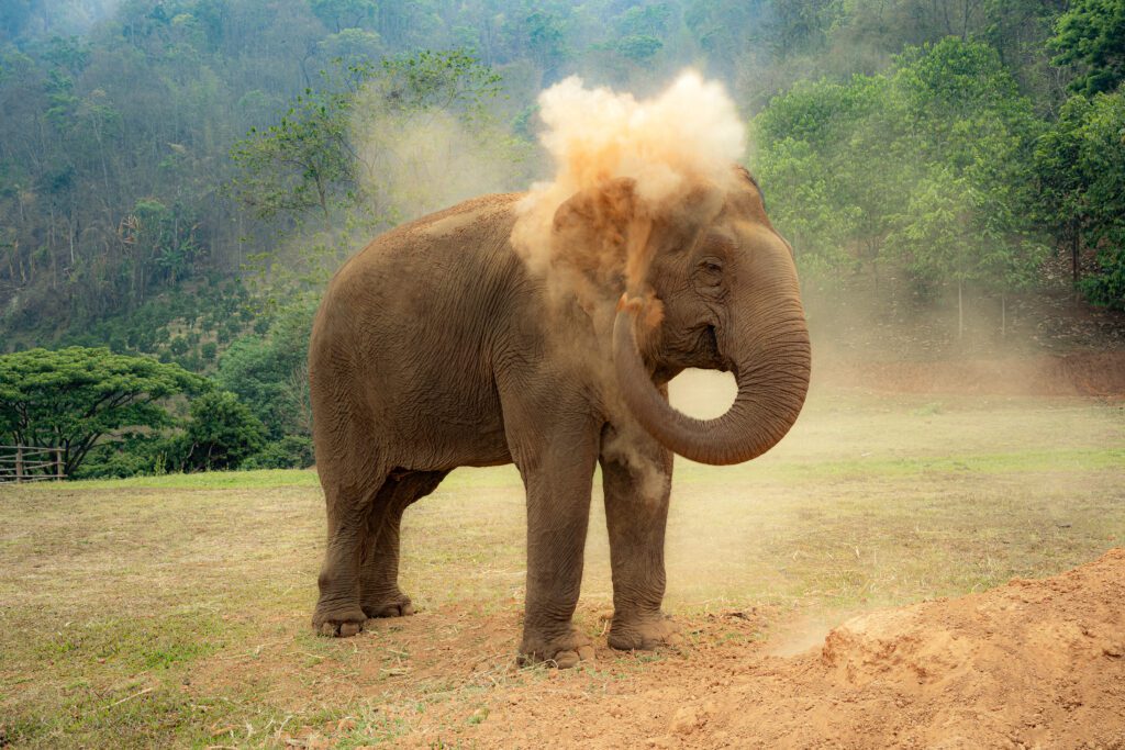 Elephant bathing in dust, retouched using dodge & burn and gradient maps for editorial wildlife drama and tonal contrast.