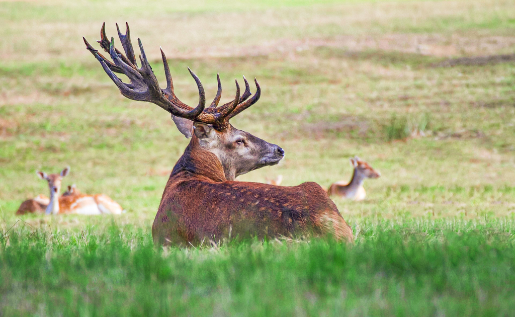 Majestic deer resting in grassy field, retouched using dodge & burn and frequency separation for editorial wildlife clarity.