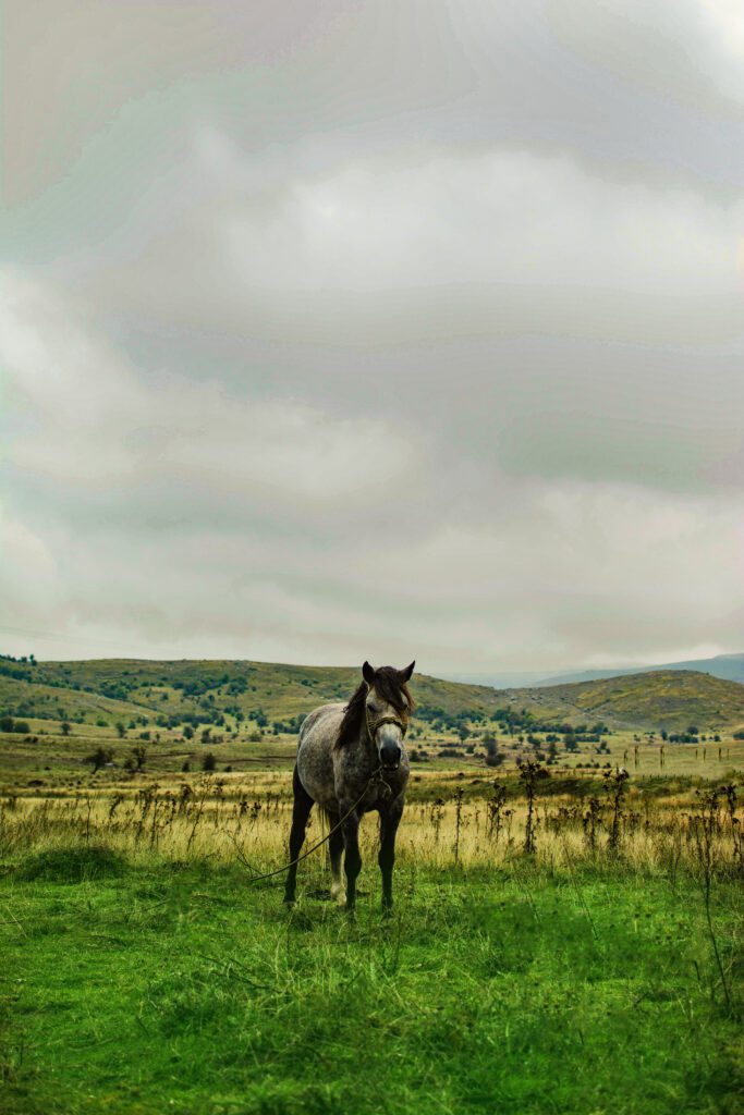 Horse walking through golden savannah fields, retouched using dodge & burn and gradient maps for editorial wildlife elegance and tonal harmony.