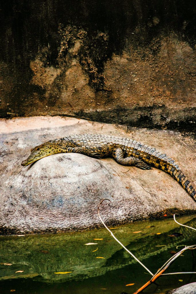 Crocodile resting on a rock near water, retouched using dodge & burn and frequency separation for editorial wildlife realism.
