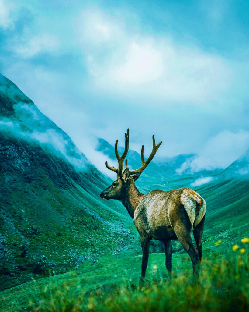 Elk in misty mountain landscape, retouched using frequency separation and dodge & burn for cinematic wildlife depth.