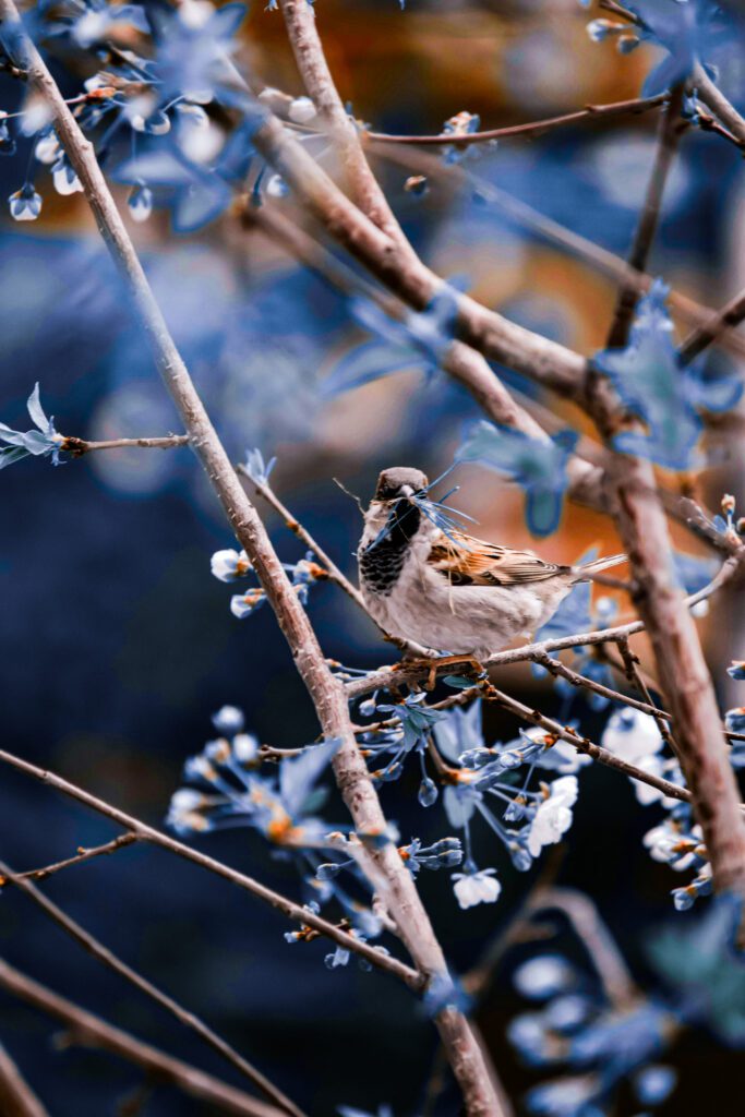 Small bird perched on a flowering branch, retouched using dodge & burn and frequency separation for editorial wildlife clarity.